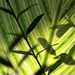 fuveszkert palmahaz 09