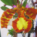 Orchid show, Orchidea bemutató 061