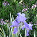 Iris pallida és zsálya