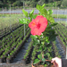 Hibiscus Coccineus 738