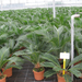 Cycas  801