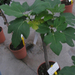 Ficus Carica 853