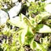 Havasi hízóka (Pinguicula alpina)