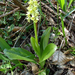 Sápadt kosbor (Orchis pallens)-új élőhely