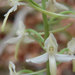 Kétlevelű sarkvirág (Platanthera bifolia)