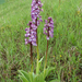 Orchis x hybrida (O.purpurea x militaris)
