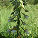 Mocsári nöszőfű (Epipactis palustris)