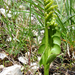 Kis holdruta (Botrychium lunaria)