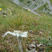 Havasi gyopár (Leontopodium  alpinum)