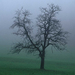 tree fog