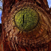 tree-of-knowledge15