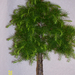 Höchstetten Bonsai35