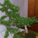 Höchstetten Bonsai46