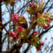 japan cseresznyevirág