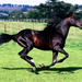 normal Full Stride, Spanish Horse