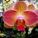 Orchidea 02