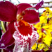 Orchidea 05