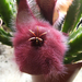 stapelia hirsuta2