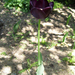fekete tulipán1