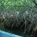 Costa Esmeralda mangrove mocsár,Dominika
