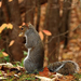 27 squirrels 49702