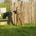 airsoft 083