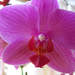 orchidea 0376