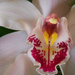 orchidea 1469