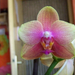 orchidea 0377