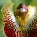 Orchidea 4675