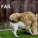 dog fail