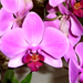 Orchidea1