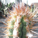 Jardín de Cactus[286] resize