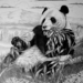 GiantPanda (Medium)