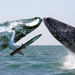 whale-wars