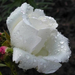 harmatos fehér róza
