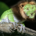 lionfrog