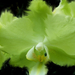 Zöld orchidea
