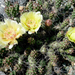 Opuntia var. brachyarthra