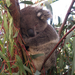 Caversham Wildlife Park Koala 3