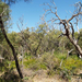 Yanchep National Park 21