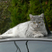 Egy cica az autó tetején