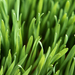 Aero Grass