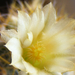 Kaktusz virág 3