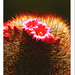 A kaktusz virága 2
