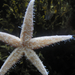 tengeri csillag