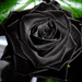 the-black-rose1