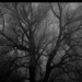 Csak egy fa a ködben