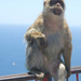 Gibraltar majmok