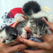 Három kis cicc :)